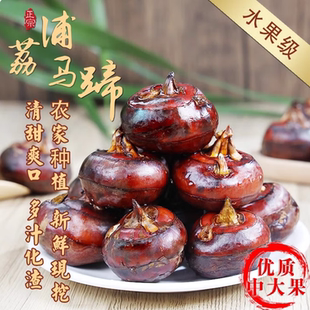 广西荔浦新鲜荸荠马蹄5斤广西特大地栗地梨农家水果果马蹄果现挖