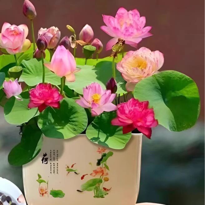 【水培莲花】七彩碗莲水培花卉植物四季莲花种莲藕绿植水培莲子zy