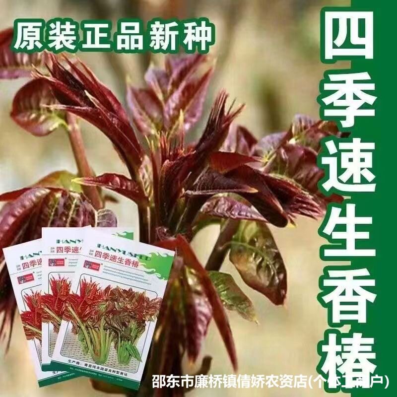 【速生红油香椿种子】香味浓郁红椿香椿树种籽盆栽易种蔬菜种子zy