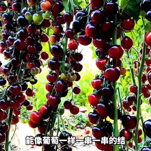 【蓝莓番茄种子】家庭阳台小院盆栽地栽四季可种易栽易活JH