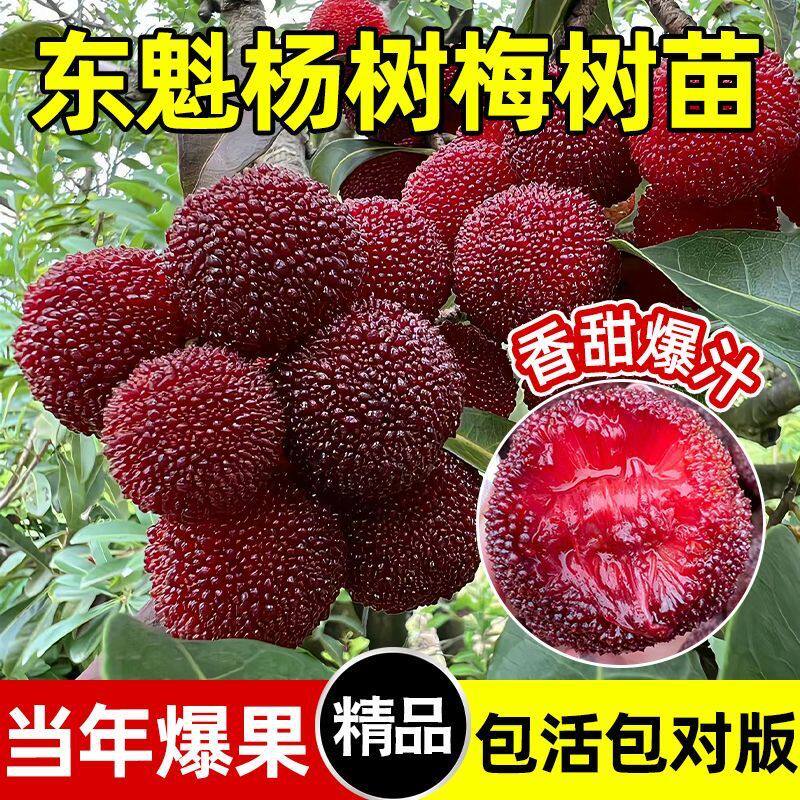 【杨梅树苗】正宗东魁杨梅果树苗阳台庭院盆栽地栽黑炭杨梅苗zy