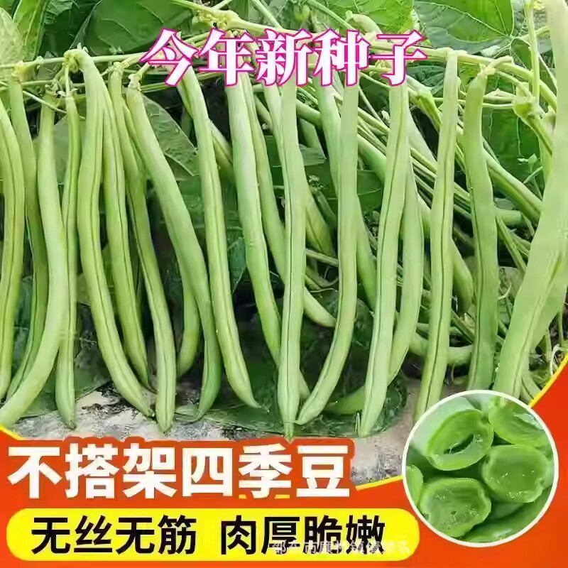 【无架四季豆种子】无架豆角种子耐热耐寒春秋豆角种子盆栽种子JH
