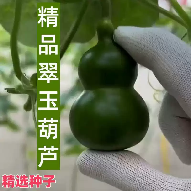 墨绿小葫芦种子翡翠葫芦盆栽手捻葫芦文玩种籽新品种阳台盆栽zy