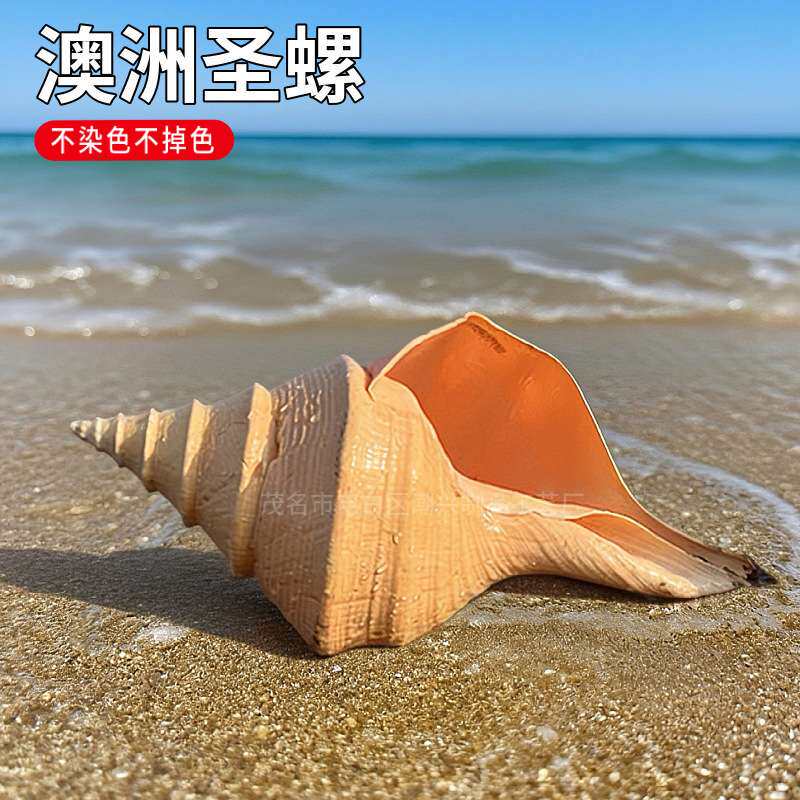 超大澳洲圣螺澳洲长香螺天然贝壳海螺收藏摆件吹响号角地中海响螺