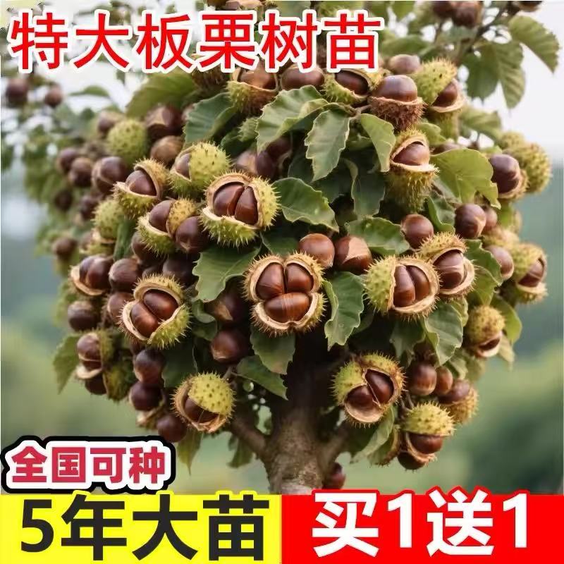 板栗树果苗南方北方种植嫁接板栗苗树大红袍油栗锥栗当年结果特大