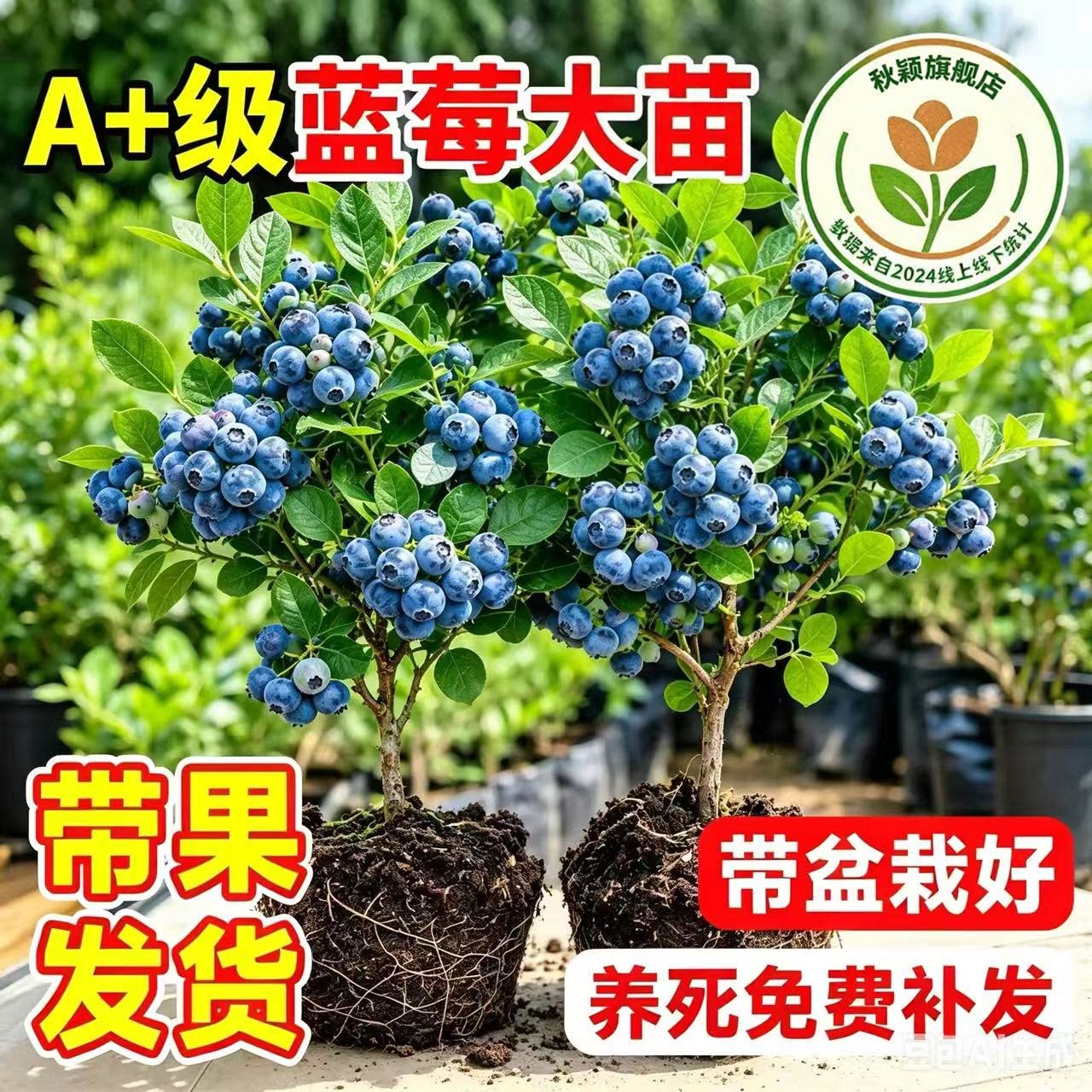 云南高山大果花香蓝莓树果苗盆栽带果发货南方北方种植四季特大号