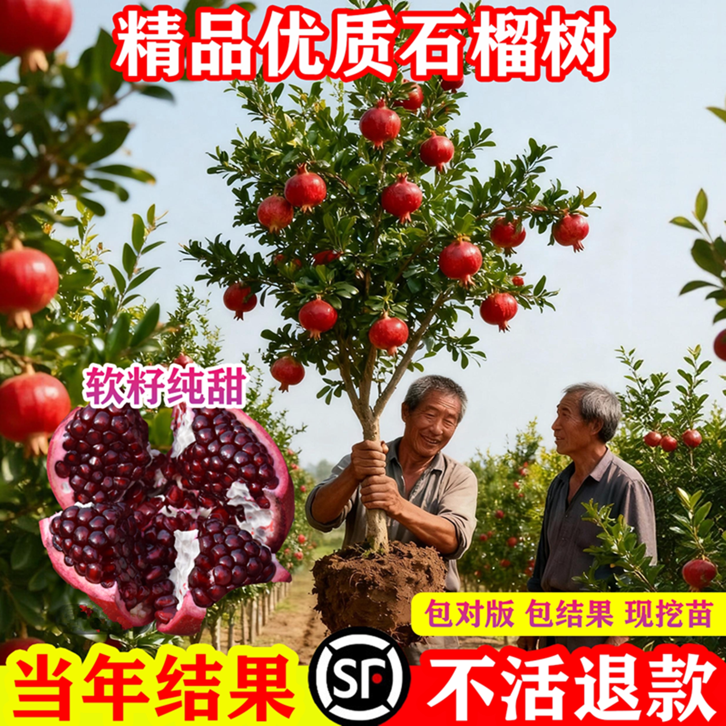 突尼斯软籽石榴树树苗庭院果树特大号南方北方耐寒无籽石榴树苗
