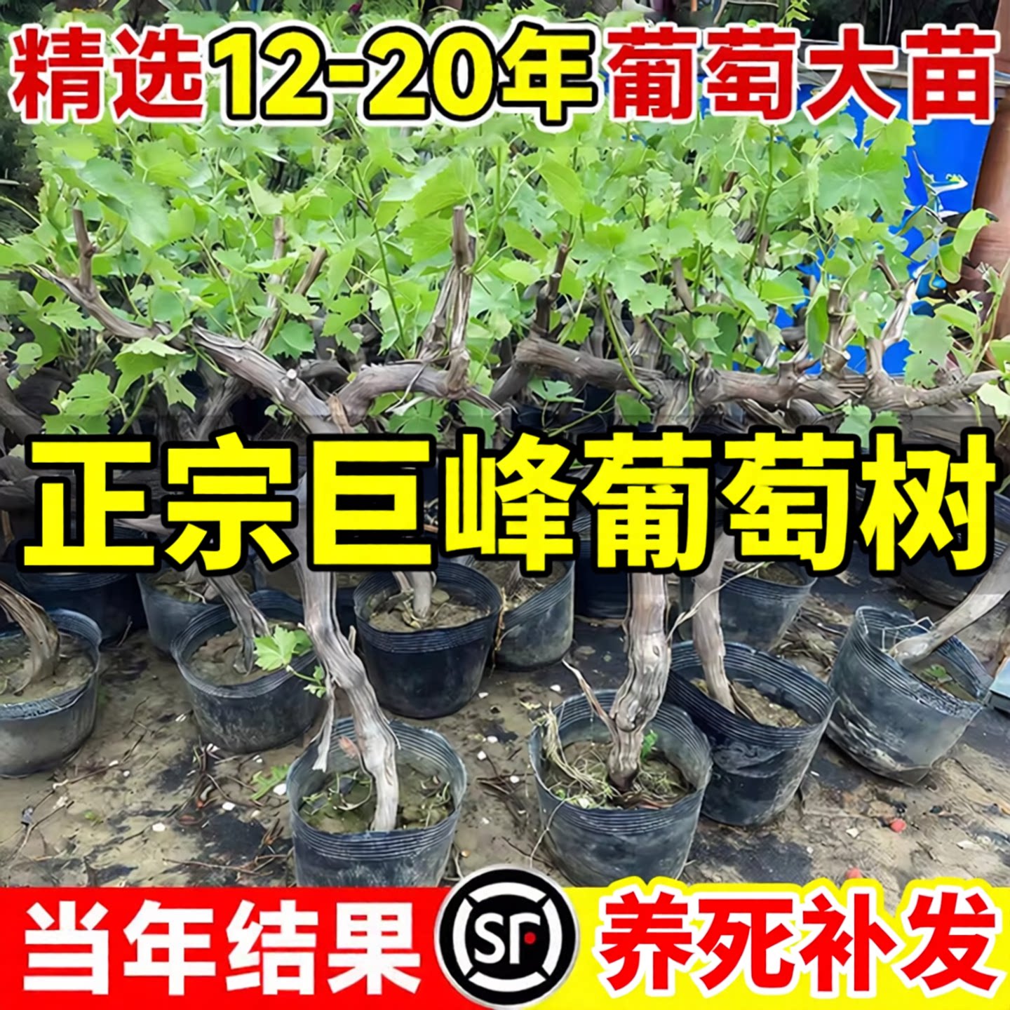 正宗巨峰葡萄树果苗大苗盆栽葡萄苗树苗老桩爬藤当年结果盆栽地栽