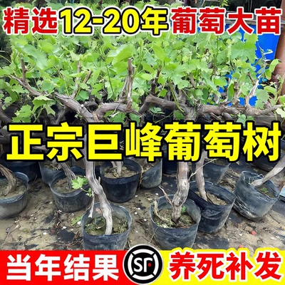 正宗巨峰葡萄树果苗大苗盆栽地栽