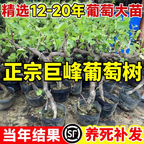 正宗巨峰葡萄树果苗大苗盆栽地栽