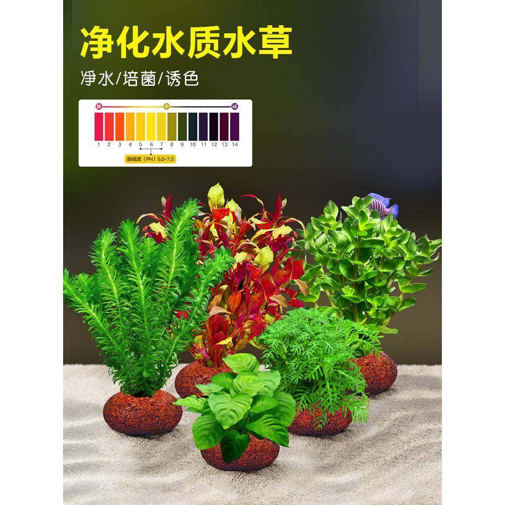 蜈火山石水草植鱼缸造景真草物水培蚣草榕阴性绿hbn-tyhs菊净化水,宠物/宠物食品及用品,水草,淘宝优惠券,粉丝福利购,淘宝优惠卷