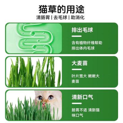 宠奇拉嫩猫草土培盆栽种植助化毛懒人水鲜培盆片子猫DAE薄荷猫咪