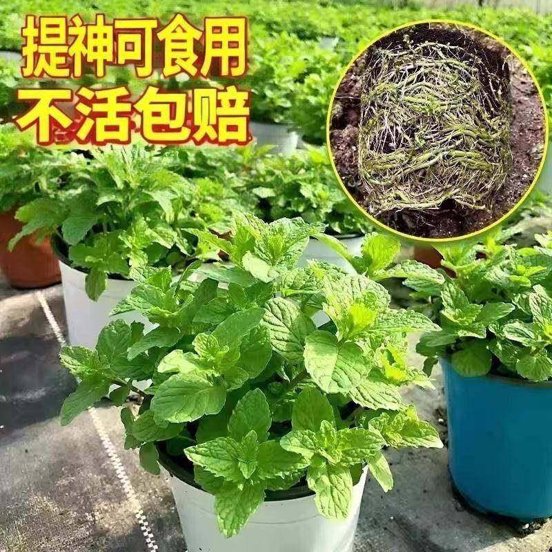 薄荷室薄内盆栽新鲜可螺茗春大食用花绿植盆留兰香猫荷迷迭香卉植,鲜花速递/花卉仿真/绿植园艺,红掌/凤梨/温室花卉,淘宝优惠券,粉丝福利购,淘宝优惠卷