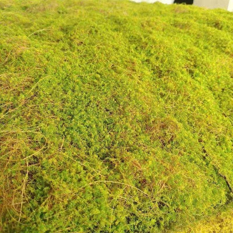 仿真假苔藓棕丝青苔藓橱窗微景观植物墙黄绿假草皮坪地毯景观,特色手工艺,其他特色工艺品,淘宝优惠券,粉丝福利购,淘宝优惠卷