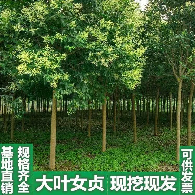 大叶女贞树苗高杆小庭院绿