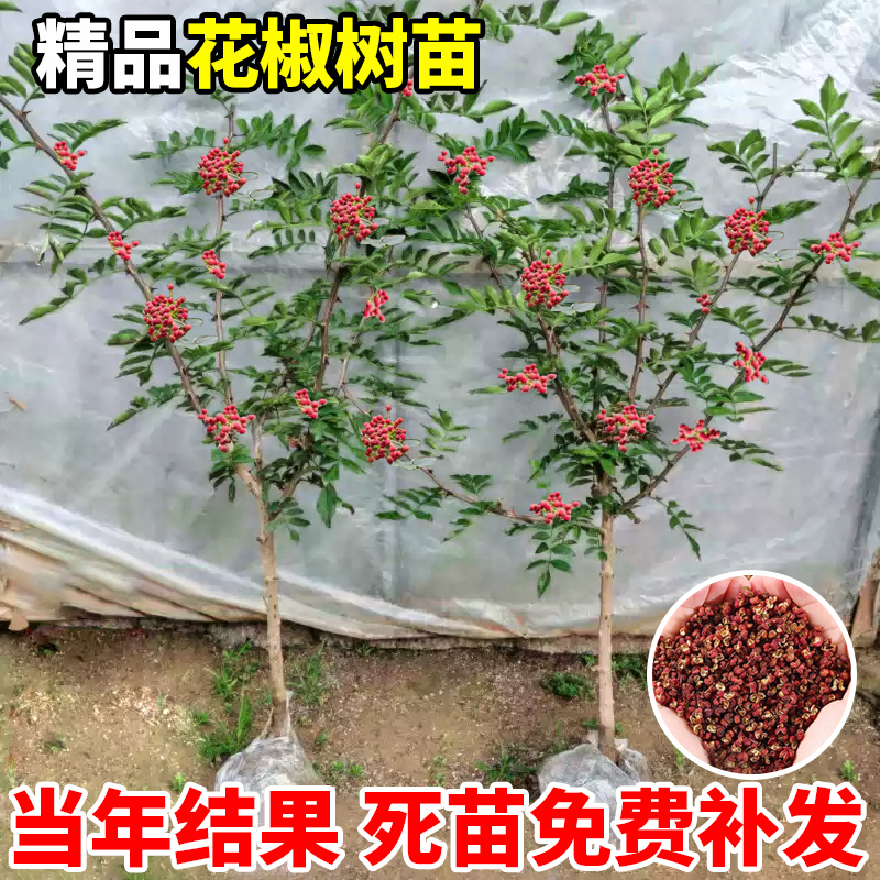 正宗四川汉源藤椒树苗青花