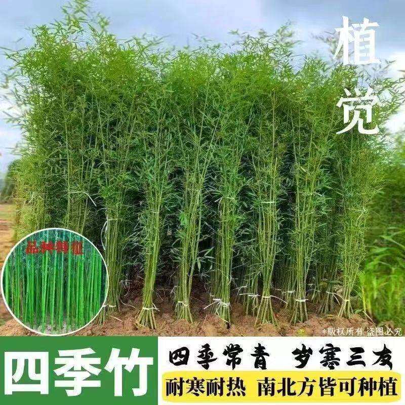 竹子苗庭院四季常青室外耐寒室内盆栽早园竹苗金镶玉室外绿植