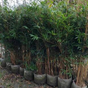琴丝竹袋苗四川成都园林绿化苗木花木竹类植物花卉盆栽绿植