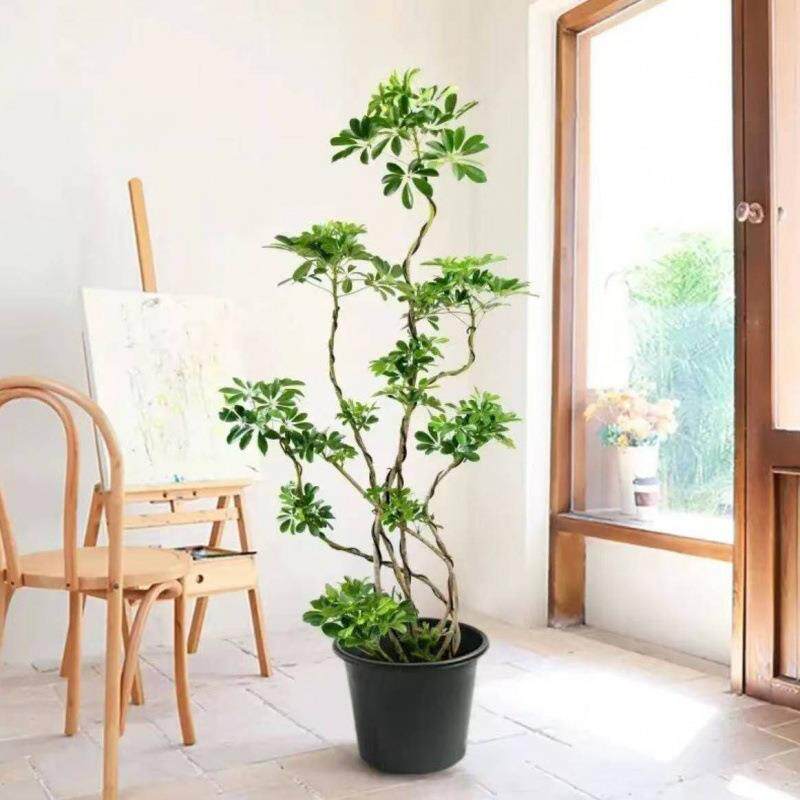 鸭脚木客厅大盆栽办公室内外大型绿植造型鸭掌木落地懒人四季常青