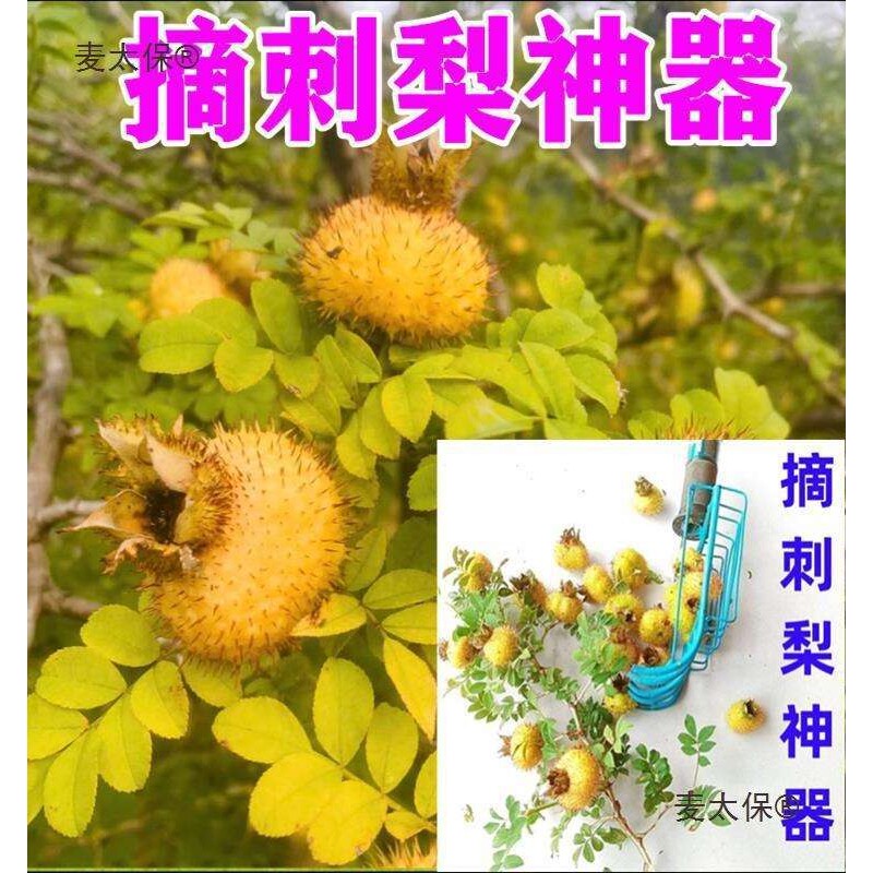 摘酸枣山楂油茶太保农用菊花果采麦韭菜花蓝莓神器刺梨茶籽银杏果