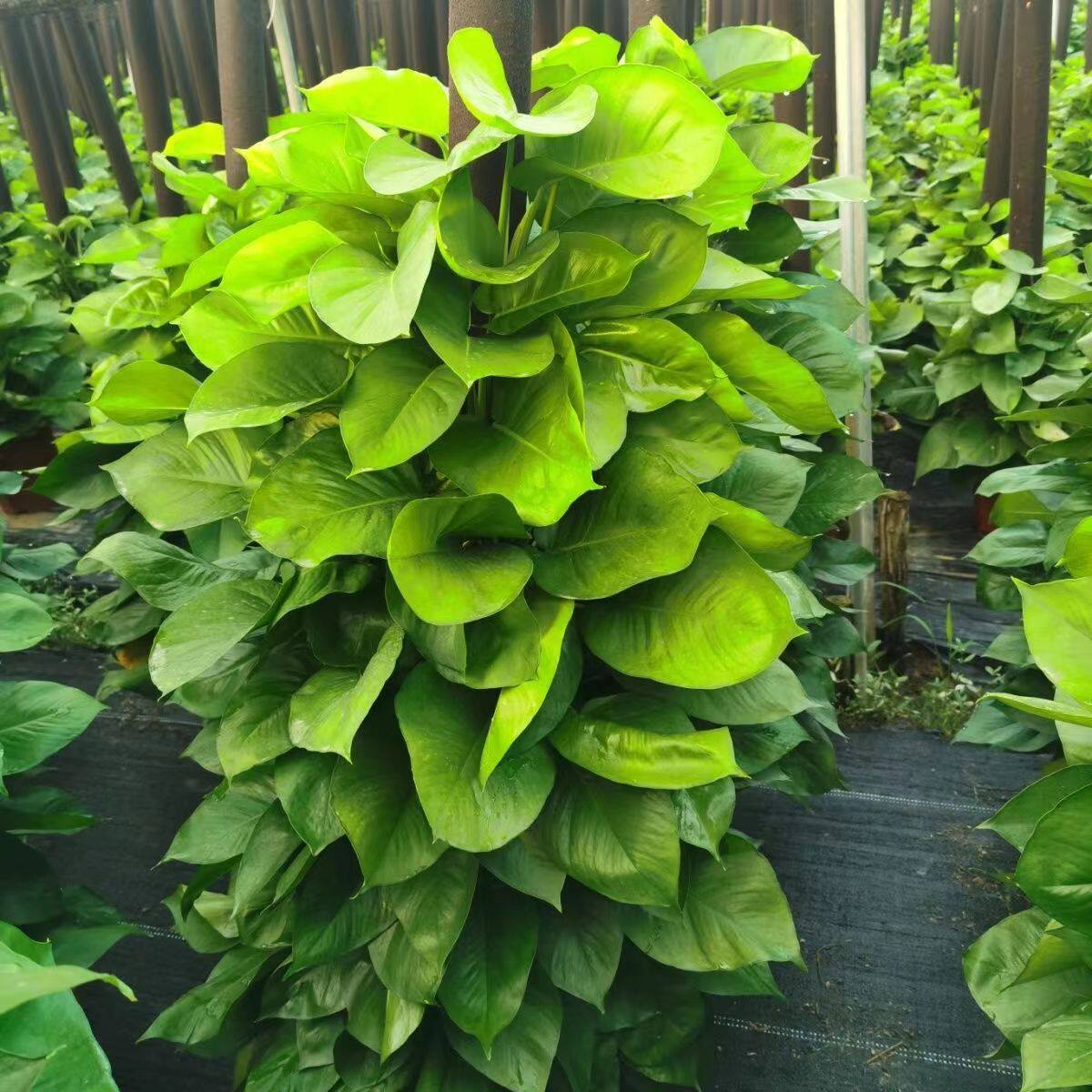 大叶绿萝柱直销小叶绿萝柱大型盆栽树桩花卉室内观赏植物