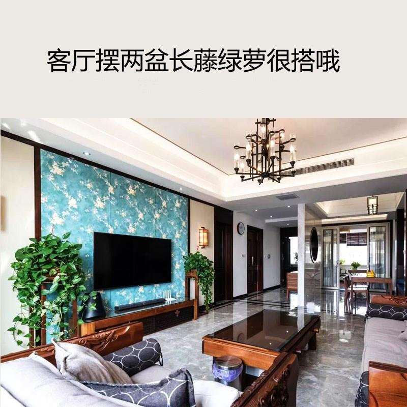 360大绿萝 长藤垂吊 客厅室内盆栽 绿萝柱 独杆 带吸水盆绿箩植物
