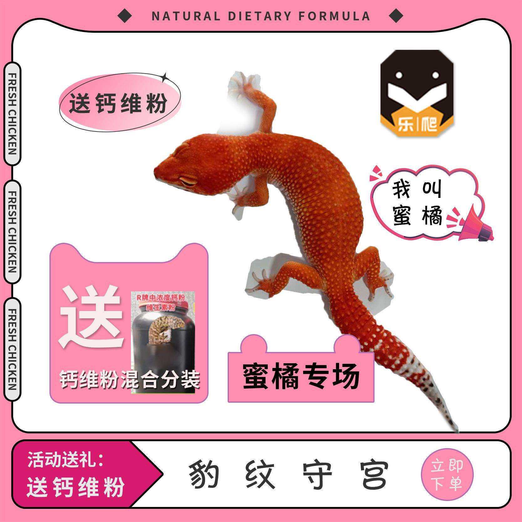 豹纹守宫蜜橘血蜜橘蜥蜴幼体入门级爬宠好养易活的不咬人宠物其他