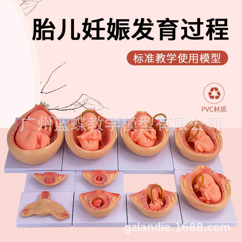 妊娠胚胎发育模型计划生育模型9个月胎儿发育过程模型10件套