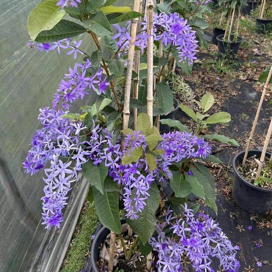 蓝花藤盆栽家庭园艺私家花园成都园林绿化绿植地被植物
