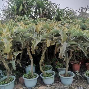 仙女之舞高度35景观展览设计绿化植物盆栽景天科伽蓝菜属植物