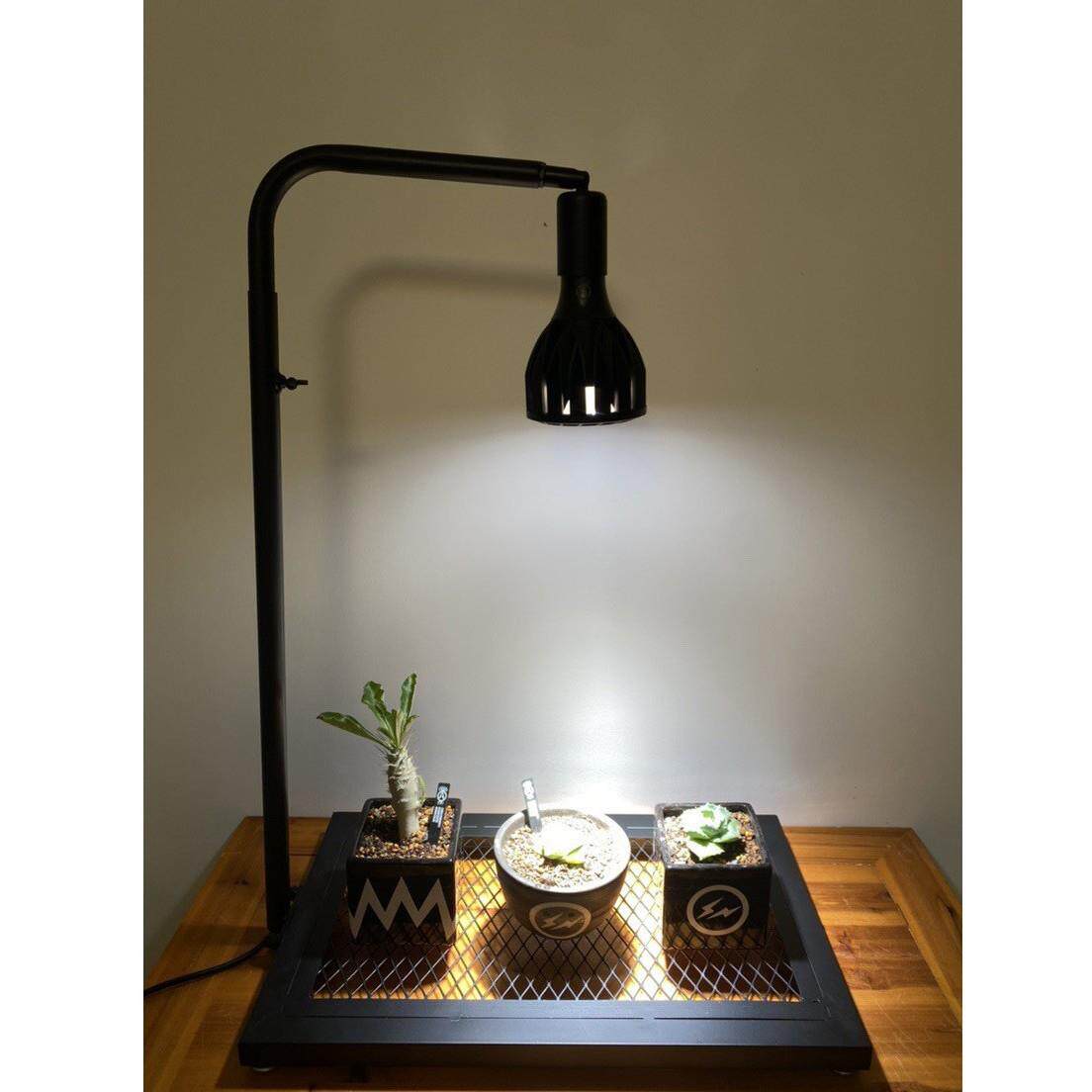 日式块根植物龟甲龙爬藤支架室内盆栽植物攀爬架绿植