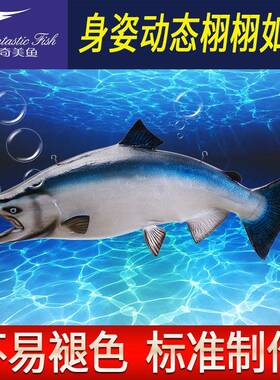 三文鱼立体双玻面仿内真鱼模型璃钢雕塑室装饰海洋品工艺墙swmlts