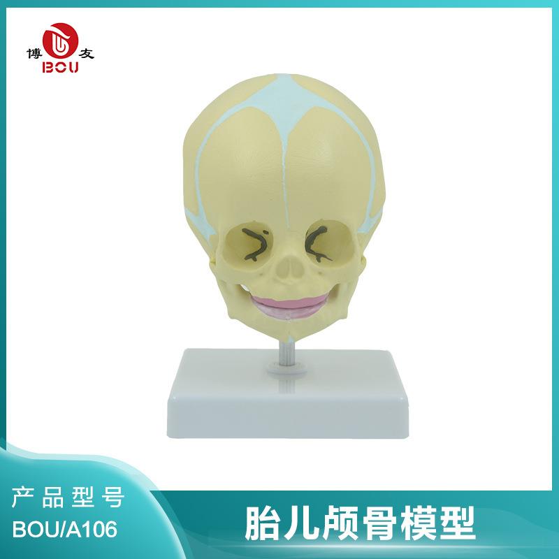 博友婴儿头颅头骨模型骨科教学模型幼儿头骨儿童头颅模具道具