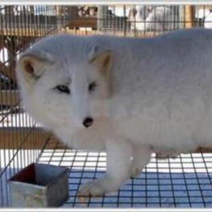 狐狸笼价格优惠貉子笼狐狸养殖养貉子用品可以加工生产