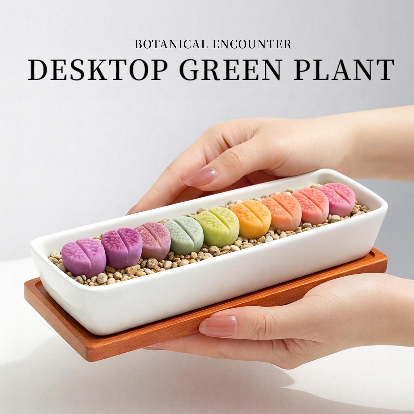 彩色生石花多肉植物屁股花肉锥盆栽办公室桌面阳台植物花卉好养活,鲜花速递/花卉仿真/绿植园艺,多肉植物,淘宝优惠券,粉丝福利购,淘宝优惠卷