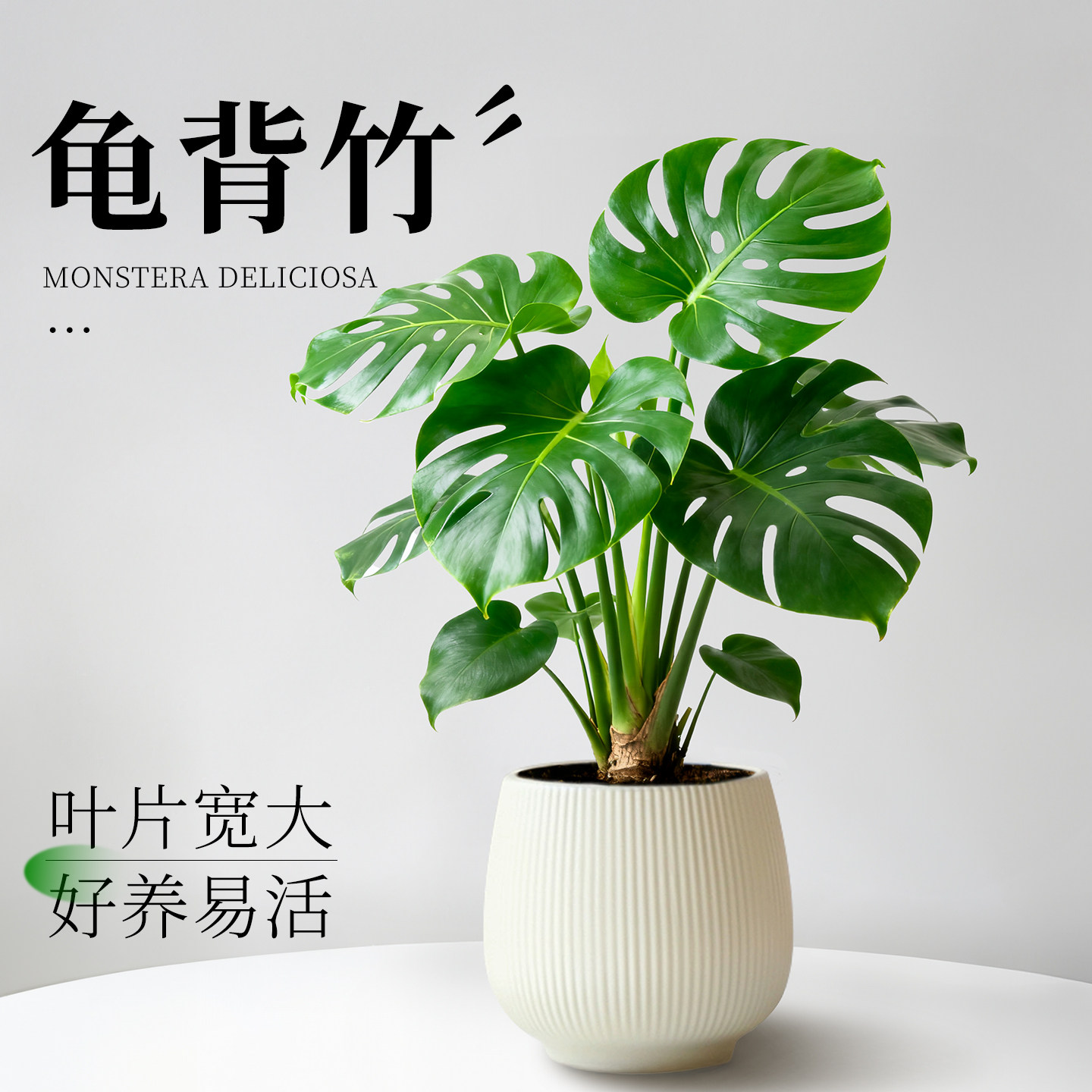 龟背竹盆栽办公室桌面绿植盆栽室内观叶植物客厅净化空气四季好养