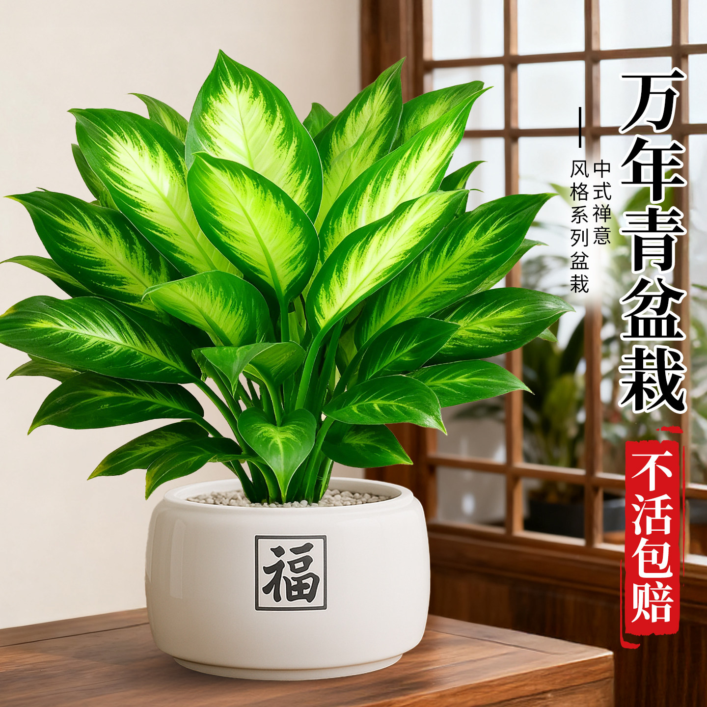 万年青绿植室内盆栽玛丽安办公室桌面懒人好养活植物摆件四季常青