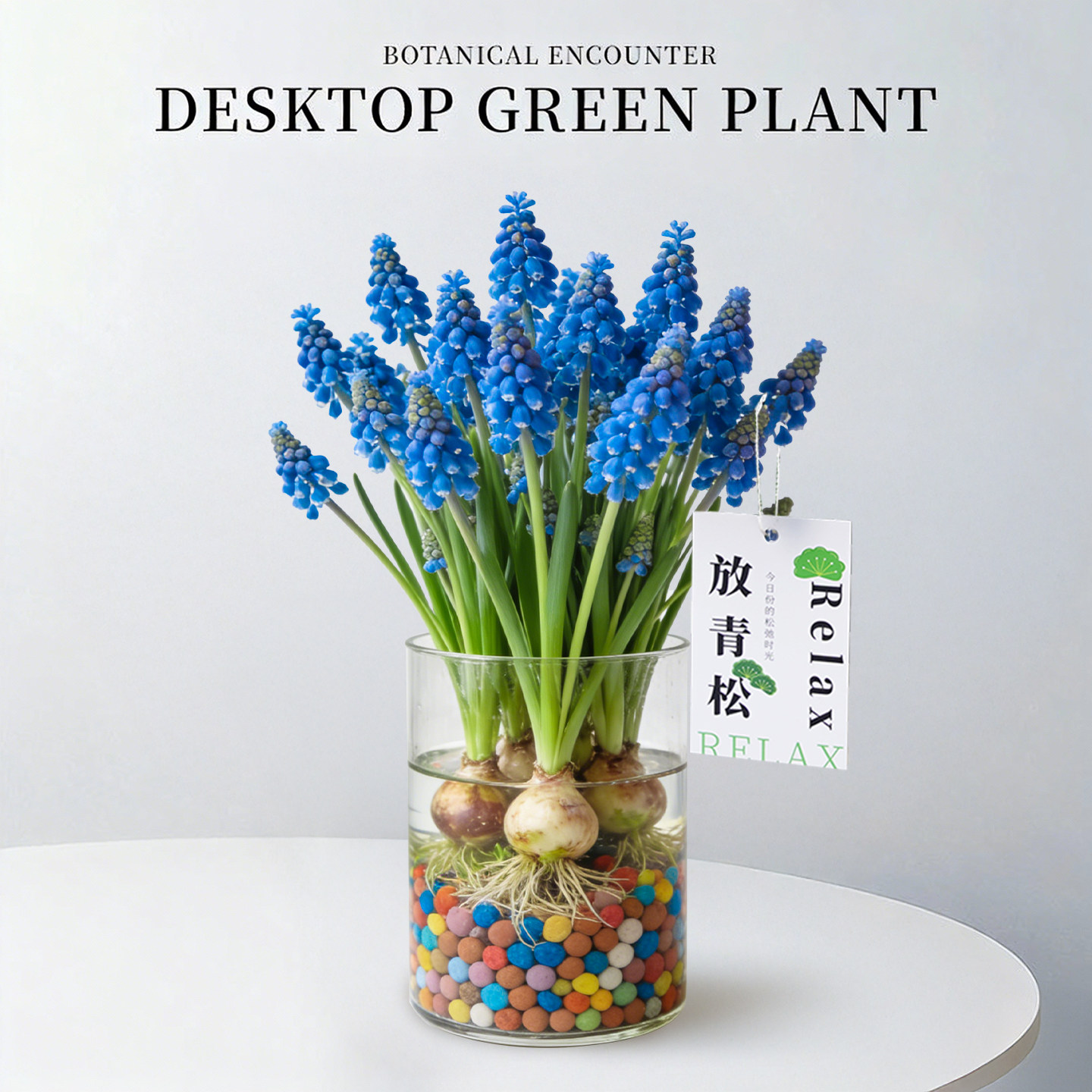 葡萄风信子种球水培植物多年生盆栽种子办公室内桌面耐寒绿植花卉,鲜花速递/花卉仿真/绿植园艺,时令草本花卉,淘宝优惠券,粉丝福利购,淘宝优惠卷