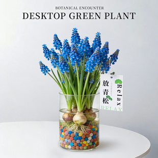 葡萄风信子种球水培植物多年生盆栽种子办公室内桌面耐寒绿植花卉