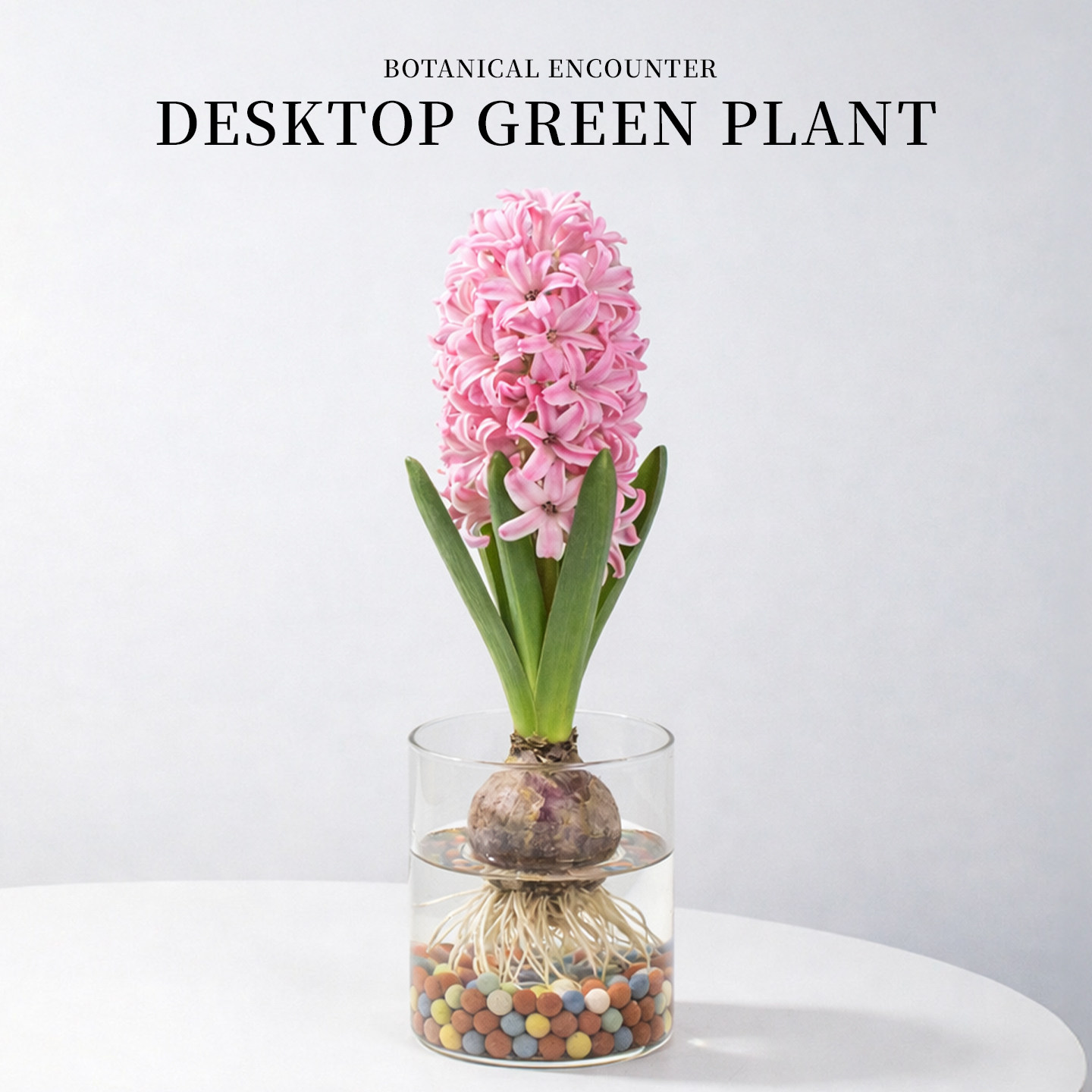 风信子盆栽办公室桌面开花绿植花卉耐寒进口室内客厅好养水培植物