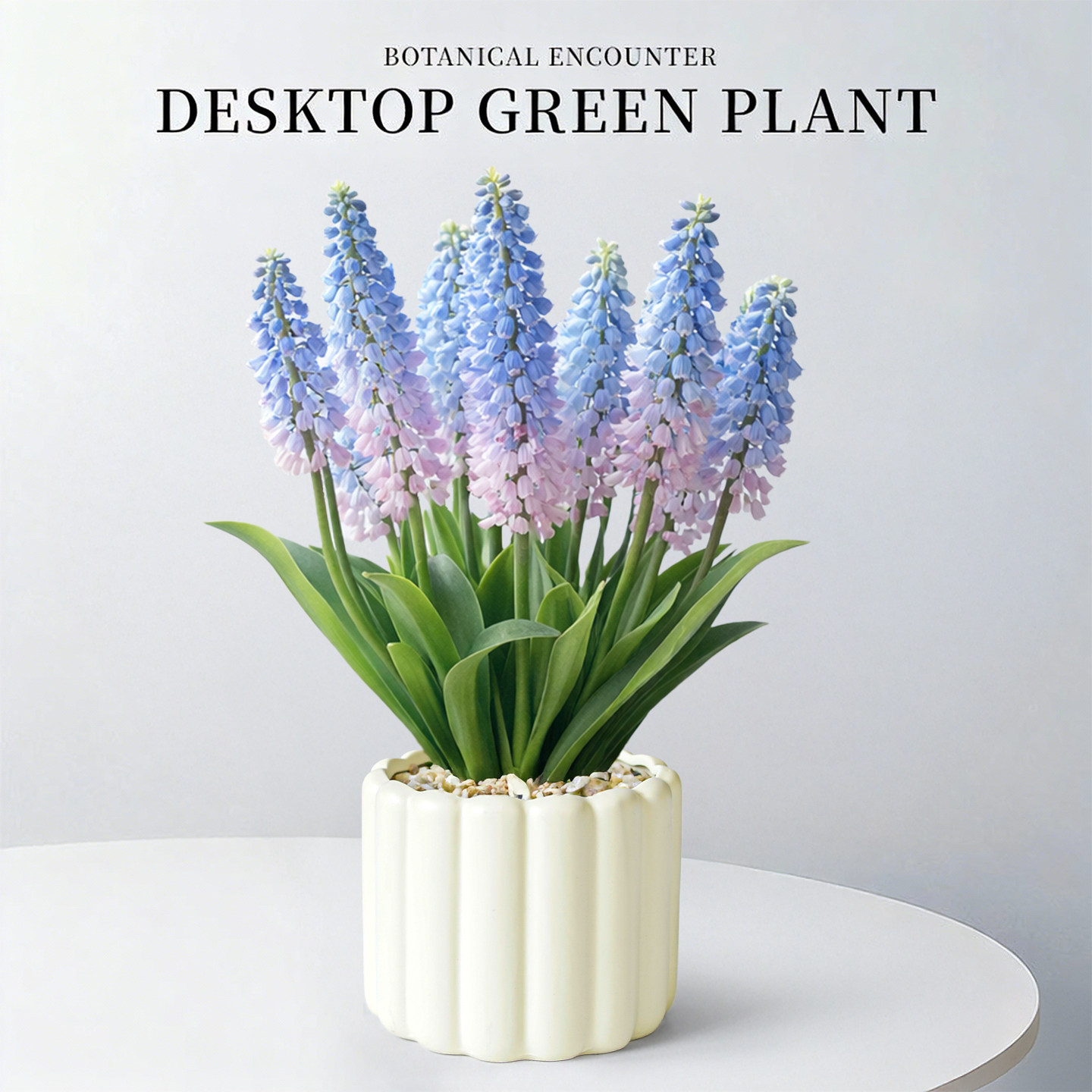 葡萄风信子盆栽摆件耐寒植物绿植办公室内花卉年宵花种球桌面盆景