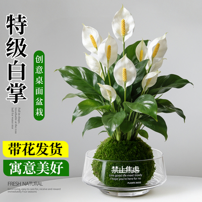 一帆风顺白掌盆栽水培植物苔藓球