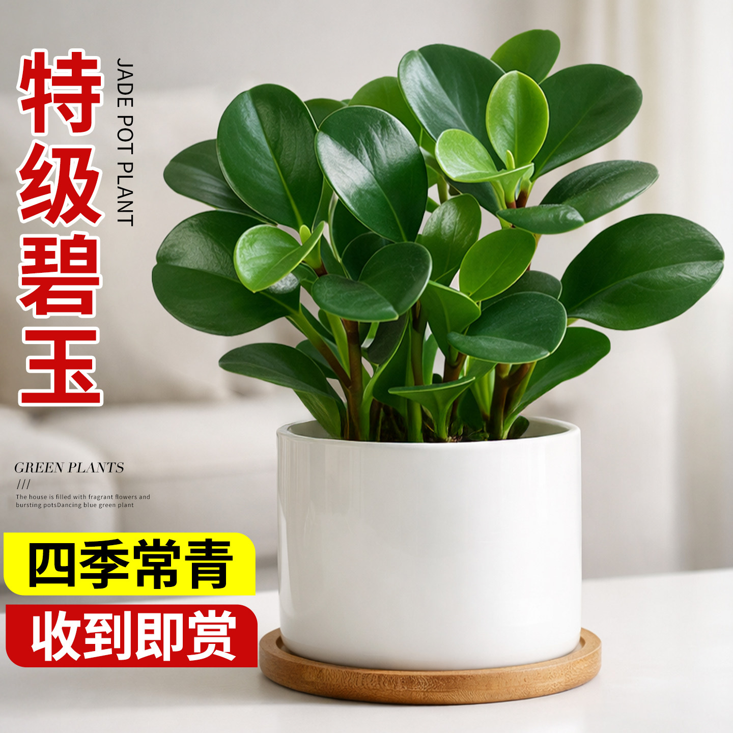 碧玉绿植盆栽室内客厅办公室桌面装饰常青新房净化空气懒人好养活
