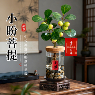 好养 小盆景四季 小盼菩提盆栽禅意绿植室内办公室桌面植物中式 风格