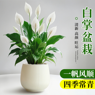 一帆风顺特级白掌绿植室内盆栽植