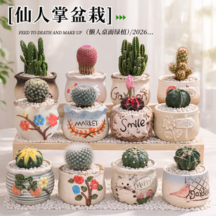 仙人掌小盆栽多肉植物室内仙人球万重山红太阳办公室桌面绿植花卉