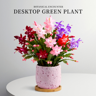 多色蟹爪兰带花苞盆栽重瓣四季花卉绿植室内桌面耐寒植物净化空气