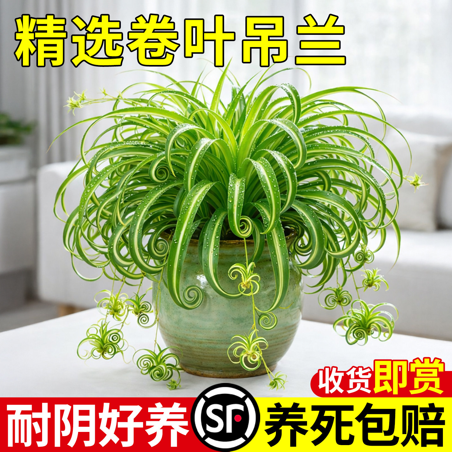金心卷叶吊兰金边吊兰盆栽法国女郎办公室桌面盆栽室内绿植物垂吊