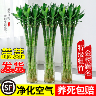 水培文昌竹4支金榜题名带芽带根富贵竹水养龙竹绿植室内客厅桌面