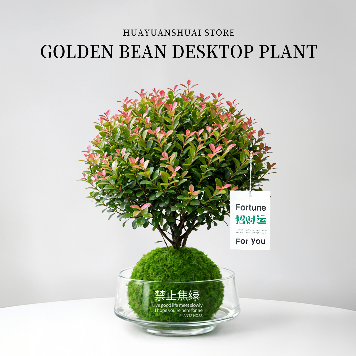 小叶赤楠绿植室内招财植物盆景办公室桌面高级感摆件小盆栽好养活 - 实物图